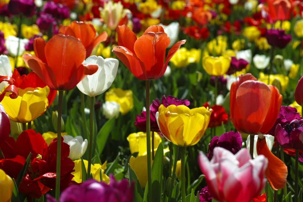 akyurt, engin: bunte Tulpen