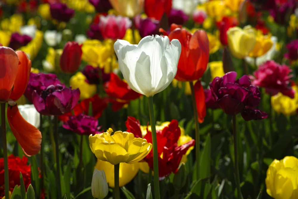 akyurt, engin: bunte Tulpen