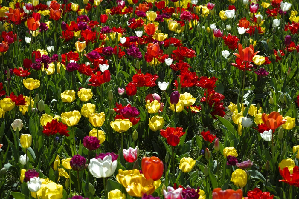 akyurt, engin: tulipes colorées