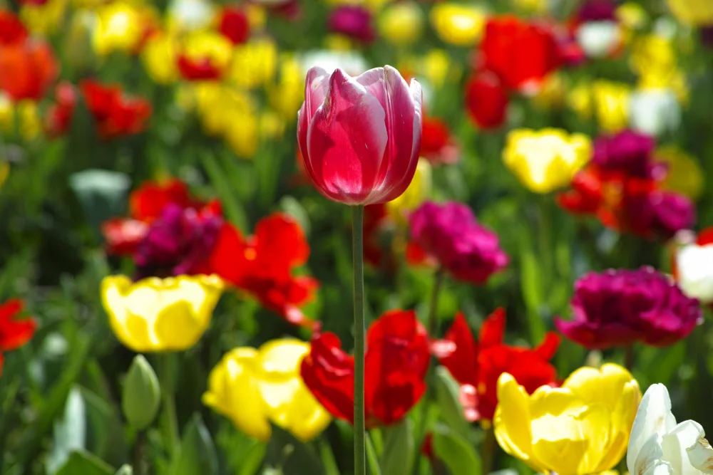 akyurt, engin: colorful tulips