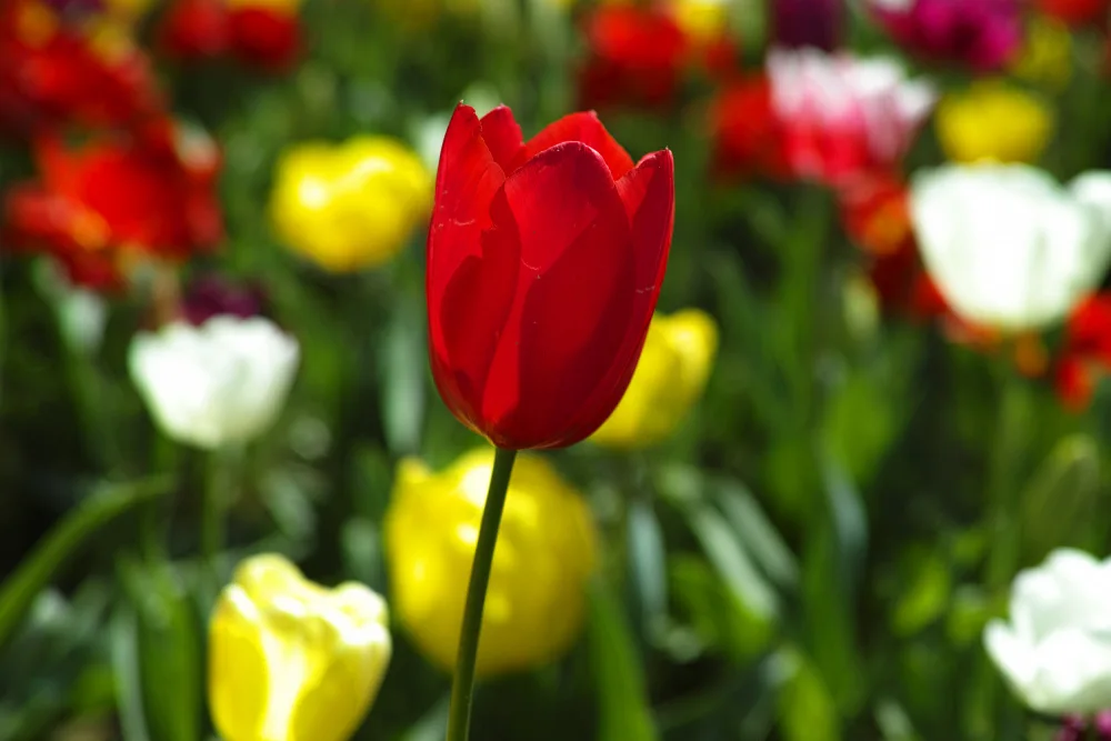 akyurt, engin: bunte Tulpen