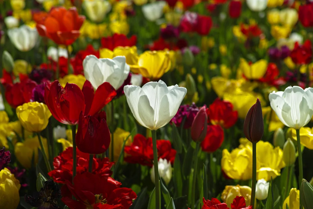 akyurt, engin: bunte Tulpen