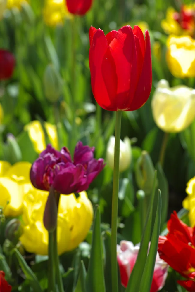 akyurt, engin: bunte Tulpen