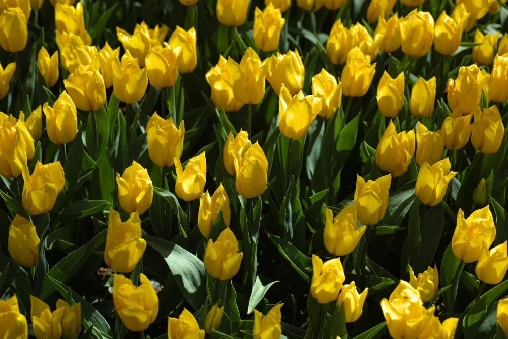 akyurt, engin: bunte Tulpen