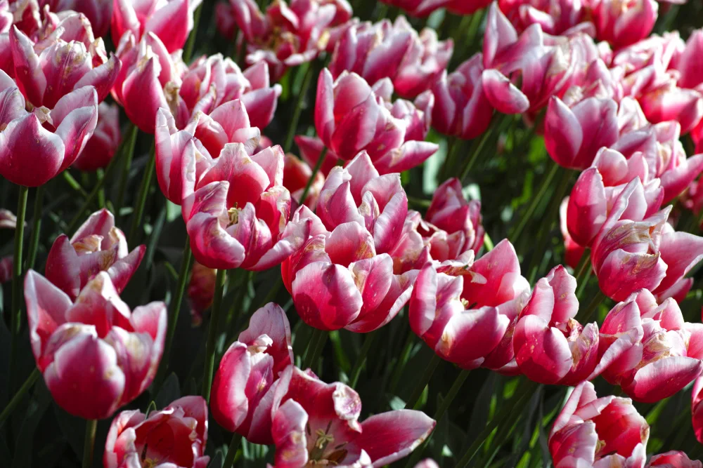akyurt, engin: barevné tulipány