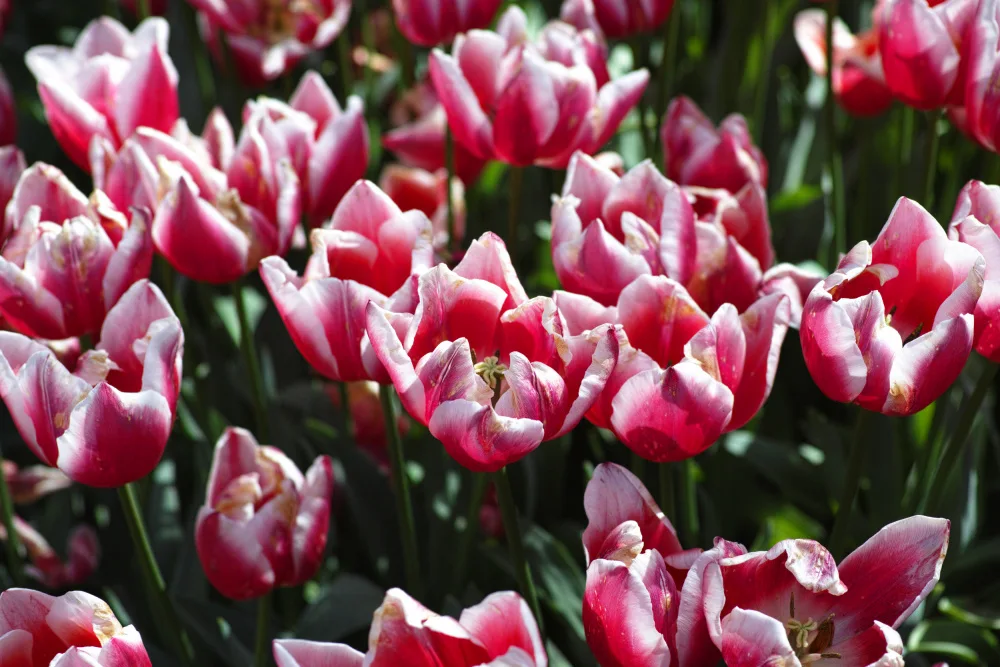 akyurt, engin: bunte Tulpen