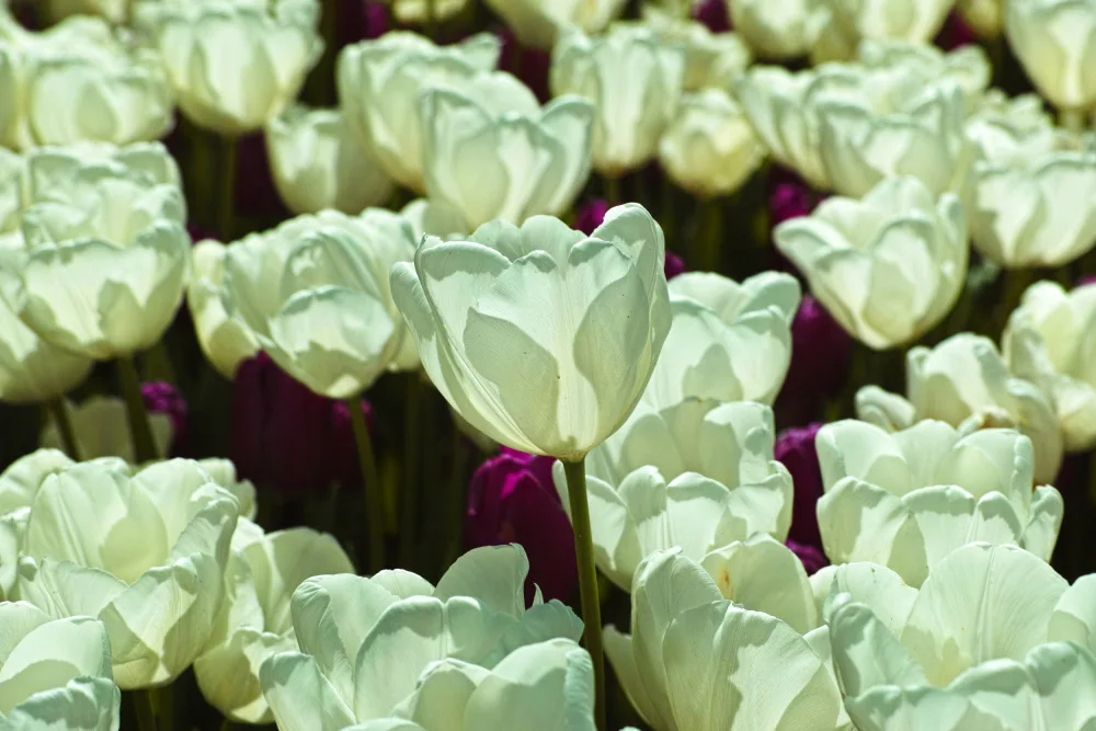 akyurt, engin: bunte Tulpen
