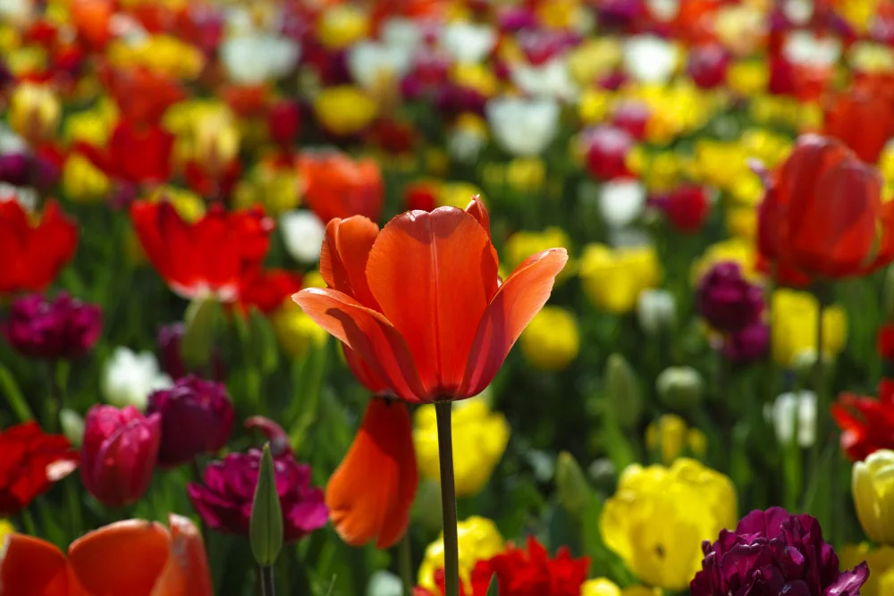 akyurt, engin: bunte Tulpen