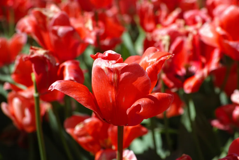 akyurt, engin: bunte Tulpen