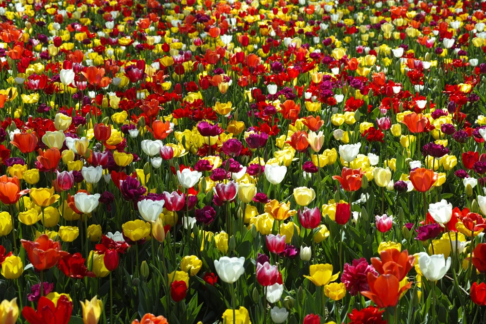 akyurt, engin: tulipes colorées