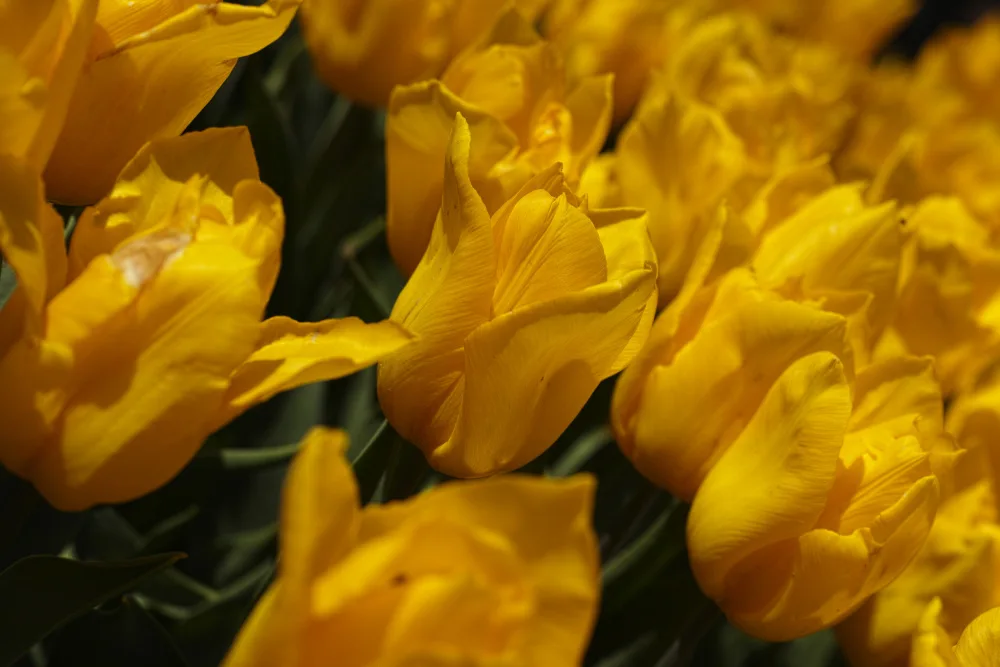 akyurt, engin: bunte Tulpen