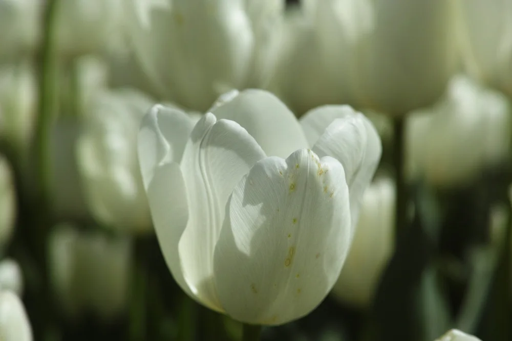 akyurt, engin: bunte Tulpen