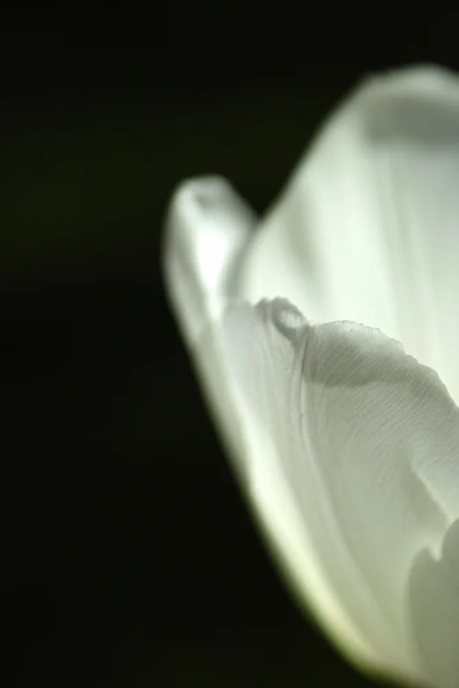 akyurt, engin: weiße Tulpe Nahaufnahme