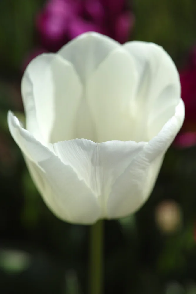 akyurt, engin: Weiße Tulpe aus nächster Nähe