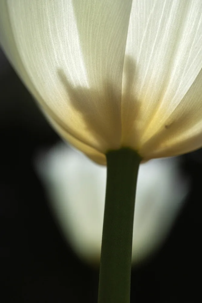 akyurt, engin: Weiße Tulpe aus nächster Nähe