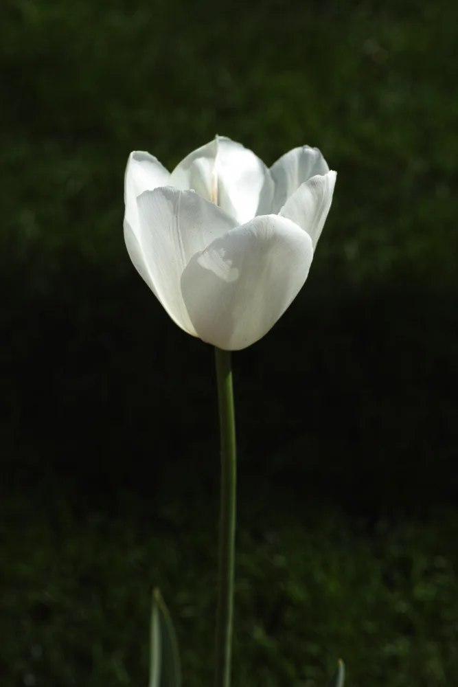 akyurt, engin: Weiße Tulpe aus nächster Nähe