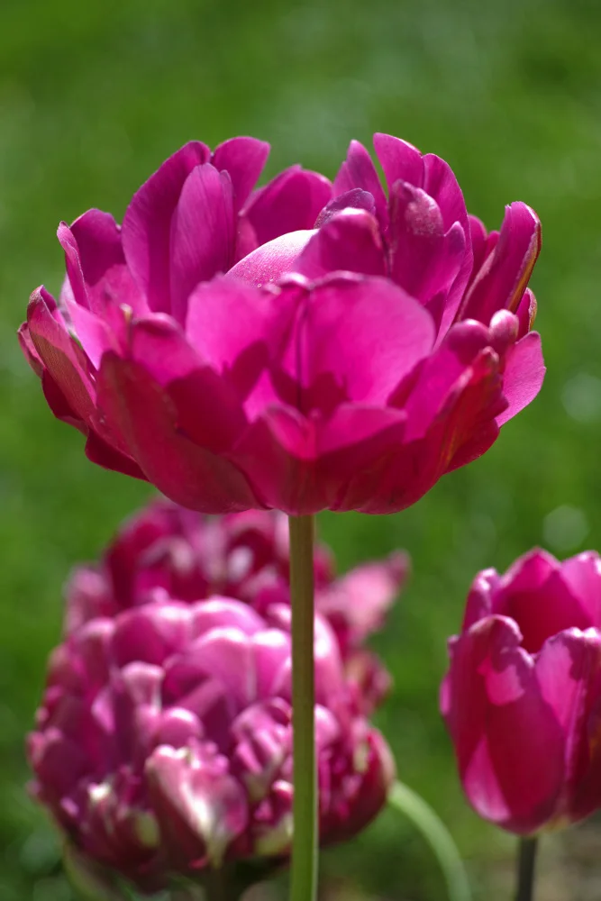 akyurt, engin: lila Tulpe