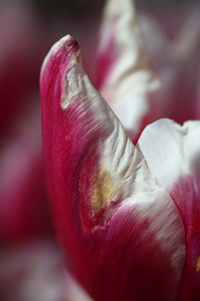 akyurt, engin: rosa Tulpe