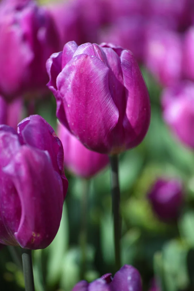 akyurt, engin: lila Tulpe
