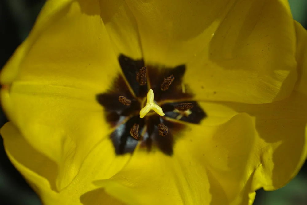 akyurt, engin: yellow tulip