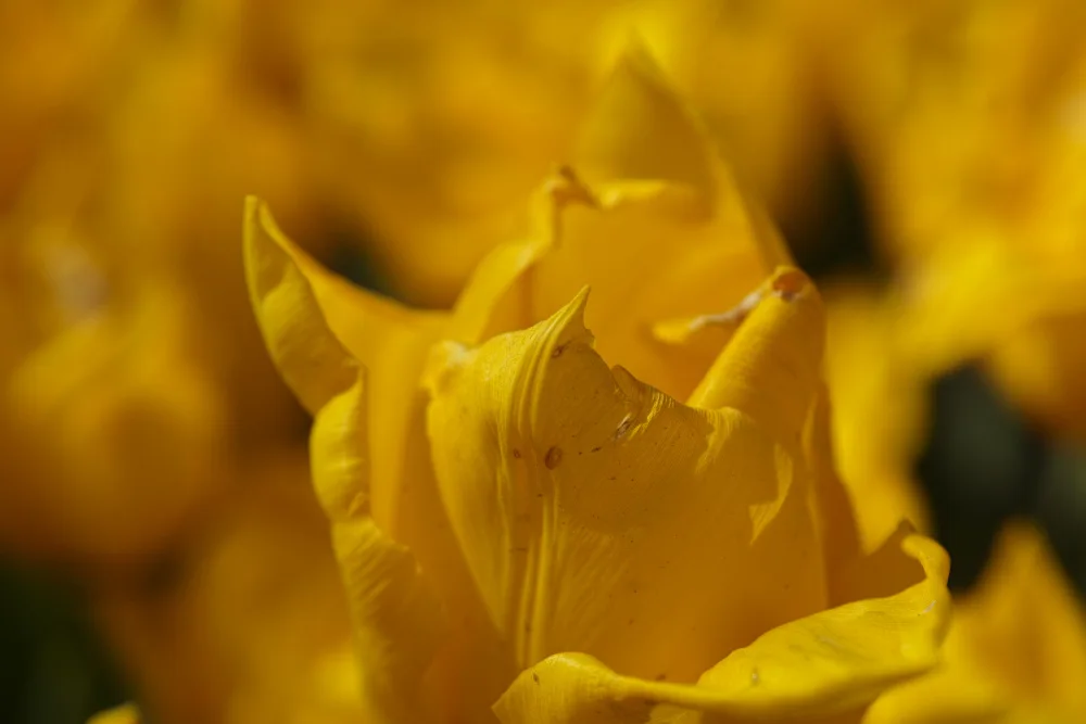 akyurt, engin: gelbe Tulpe