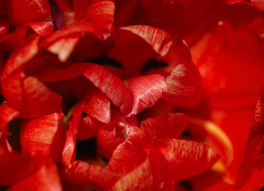 akyurt, engin: rote Tulpe
