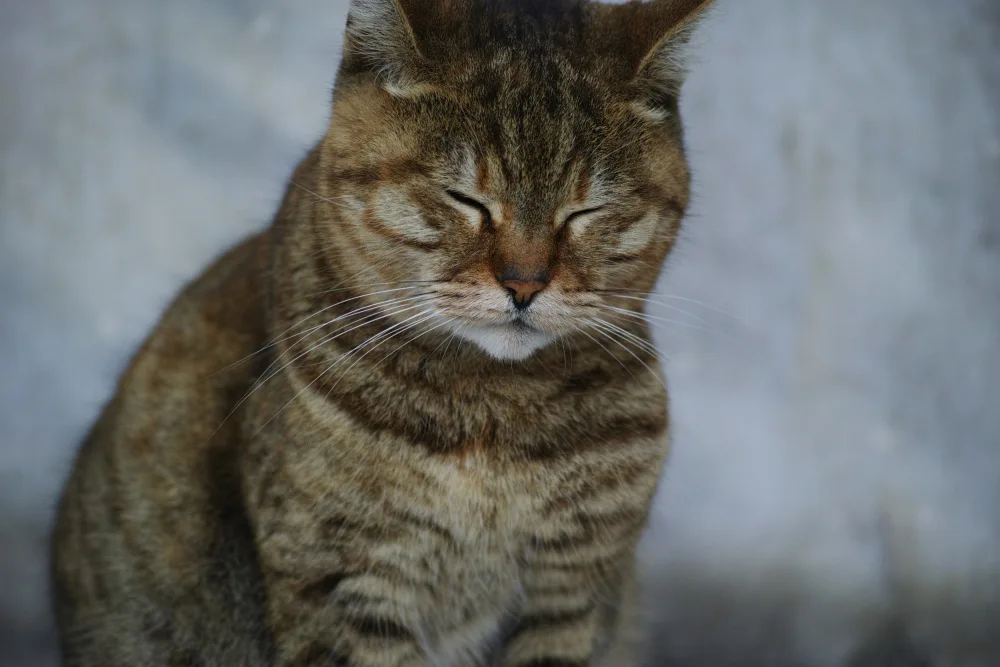 akyurt, engin: tabby cat