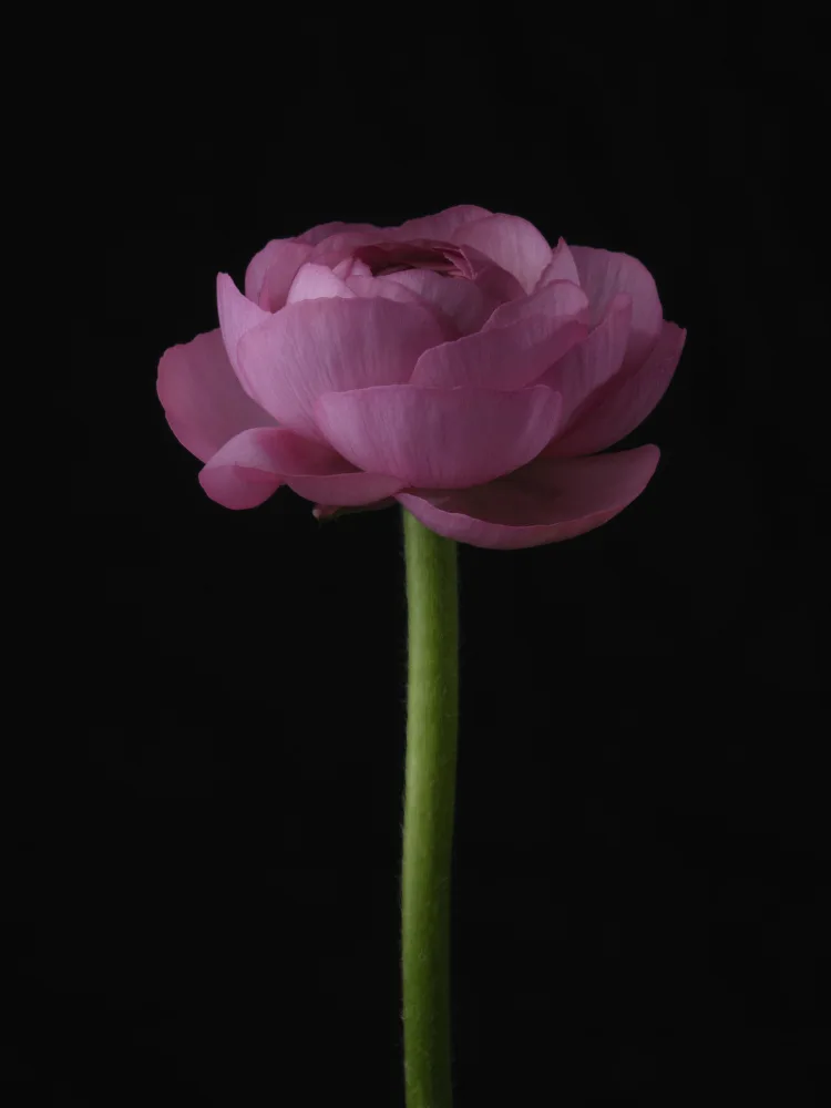 akyurt, engin: pinke Blume
