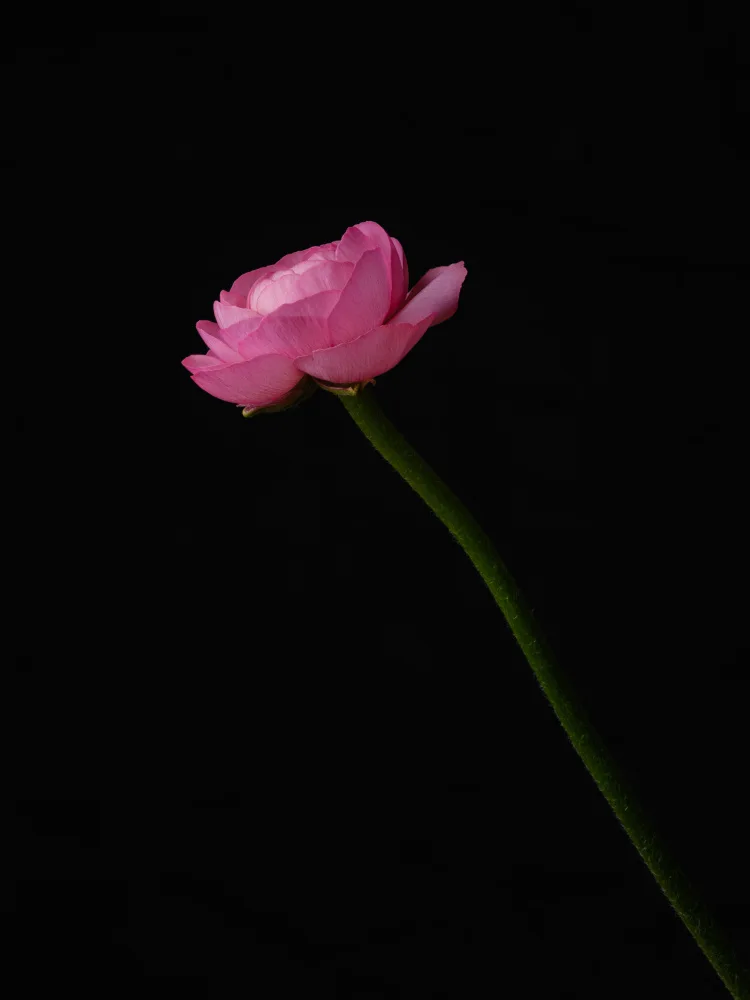 akyurt, engin: pinke Blume