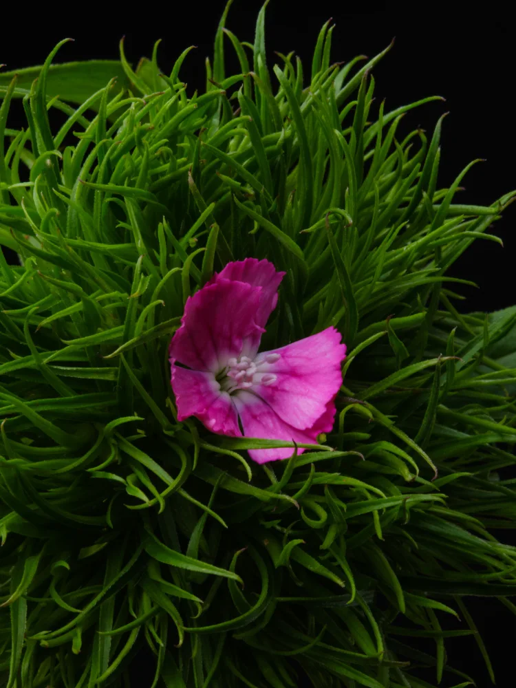 akyurt, engin: spring flower