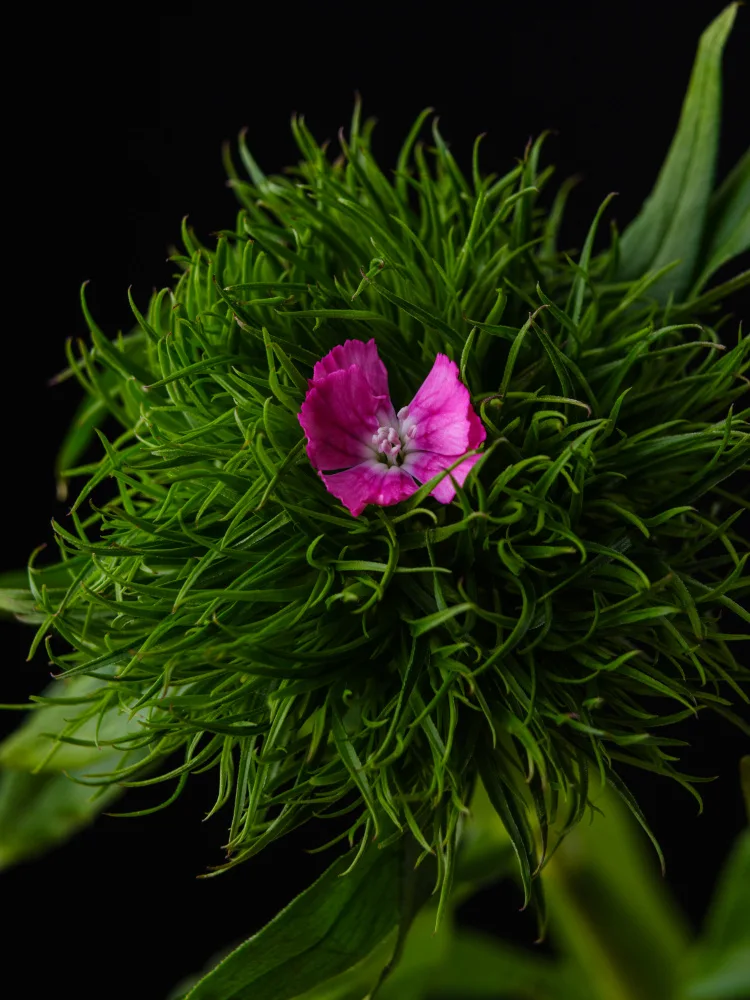 akyurt, engin: Frühlingsblume