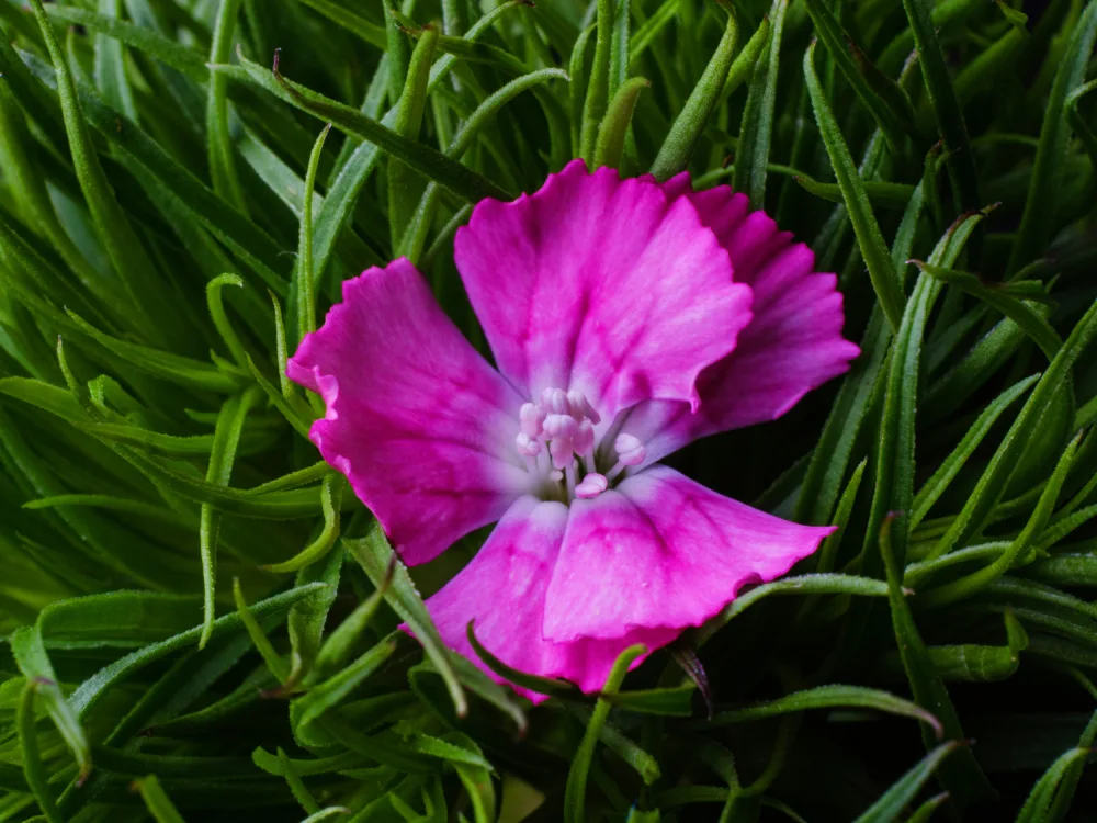 akyurt, engin: Frühlingsblume