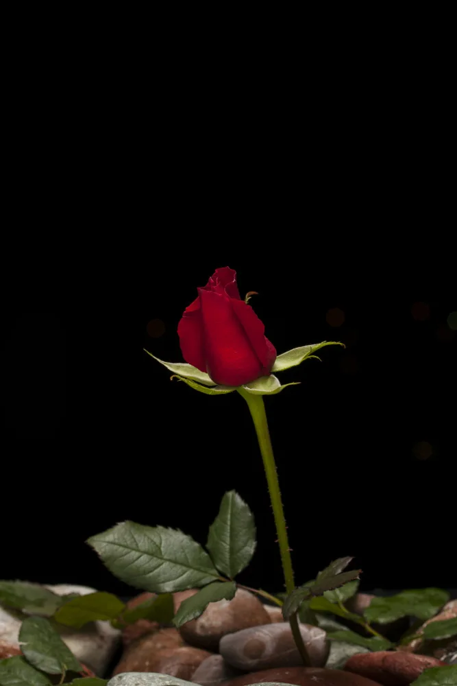 akyurt, engin: rote Rose