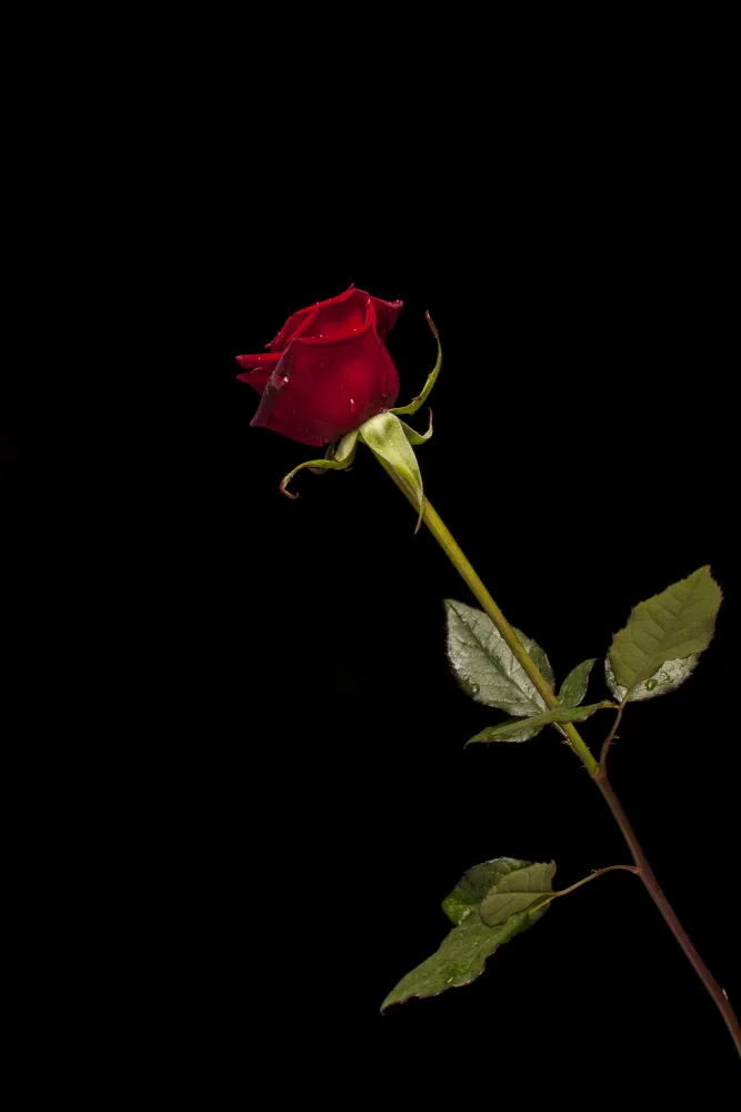 akyurt, engin: red rose isolated on black background