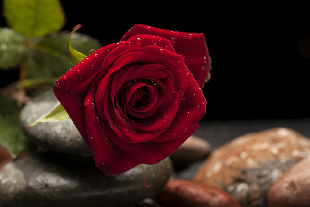 akyurt, engin: rote Rose