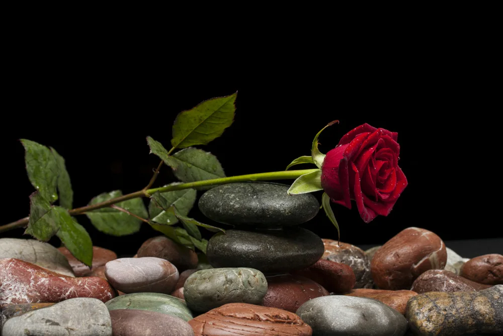 akyurt, engin: rose rouge