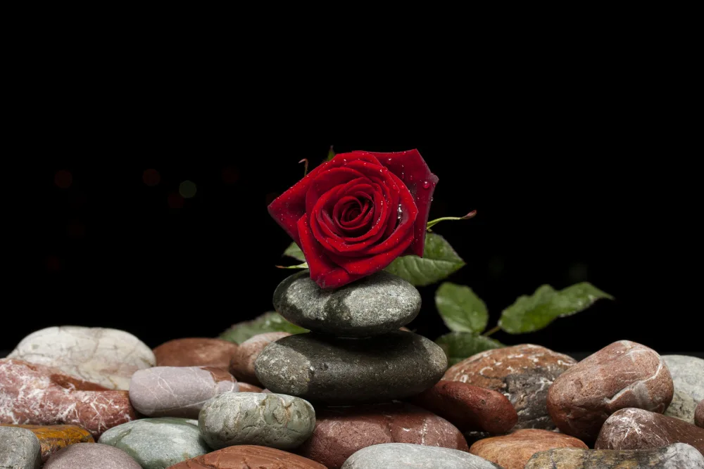 akyurt, engin: red rose