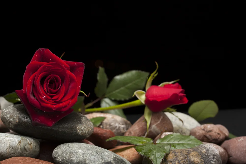 akyurt, engin: rote Rose