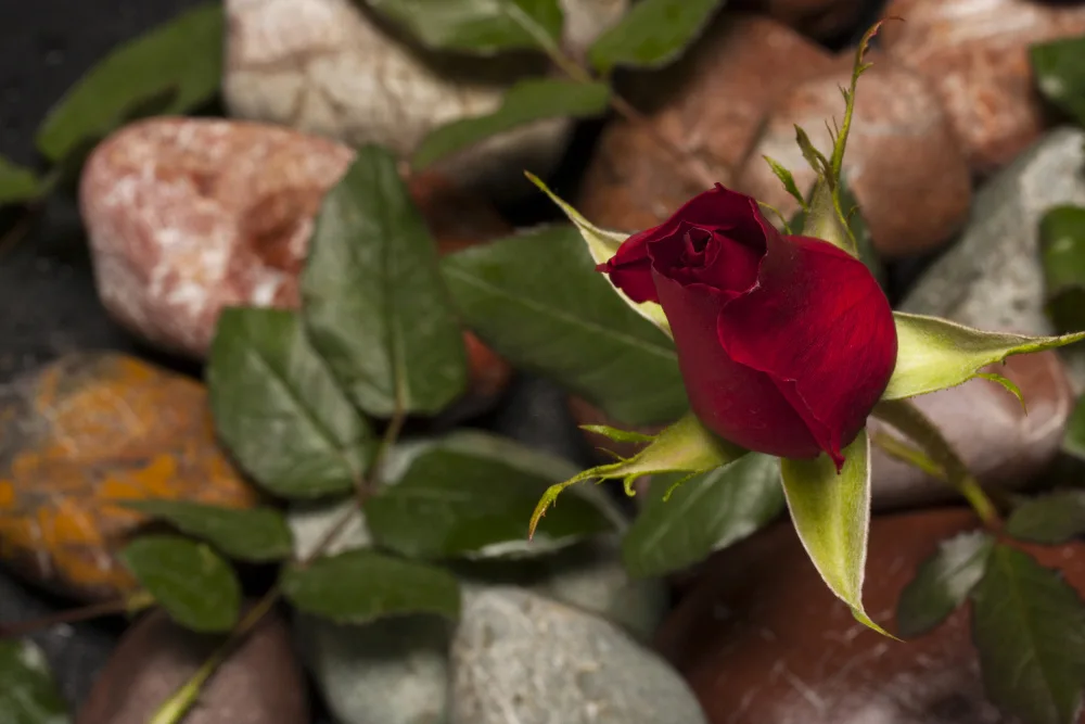 akyurt, engin: rote Rose