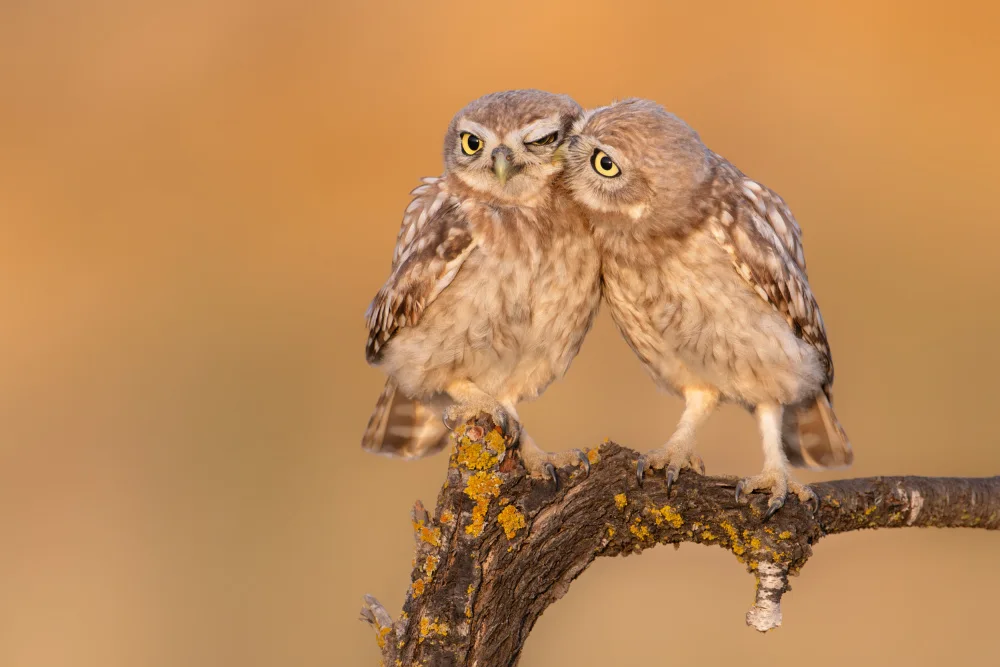 Sagie, Eliran: Little owl chick in a moment of brotherhood :)