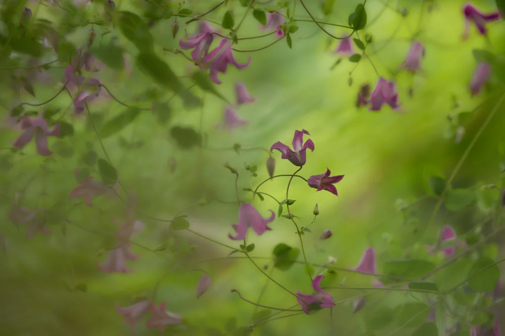 Wiolett: Clematis