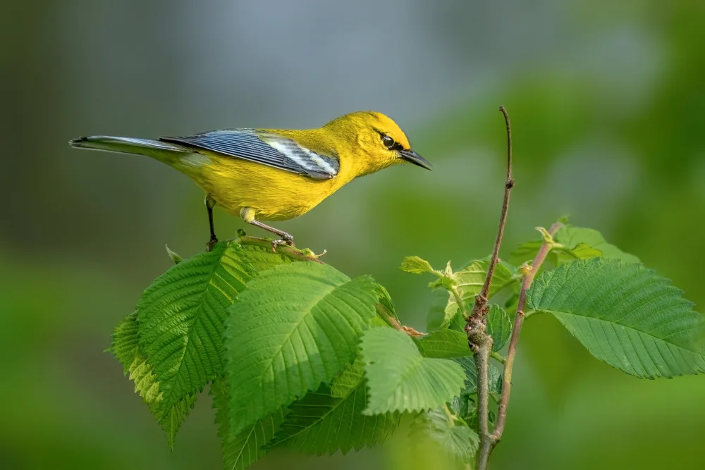 Xu, Jian: Blue winged warbler