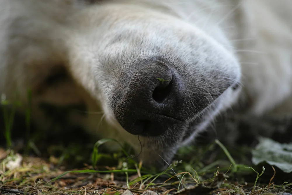 akyurt, engin: Sleeping Dog