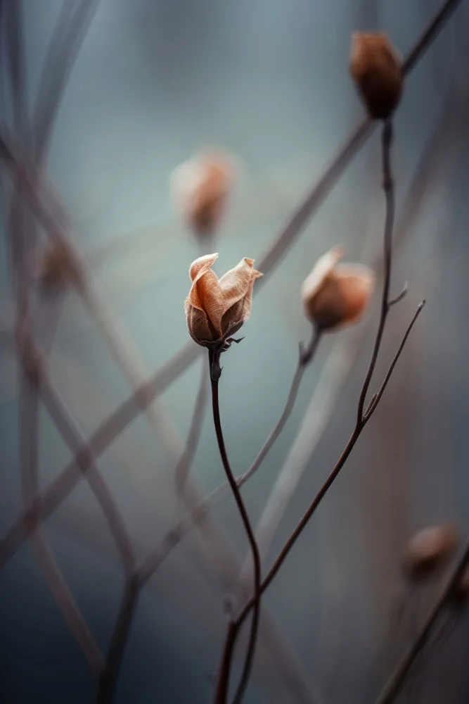 Treechild: Awakening Beauty