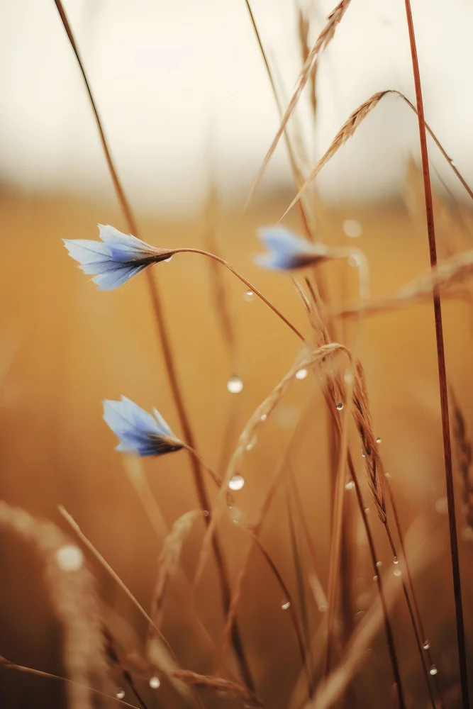 Treechild: Blue Corn Flowers