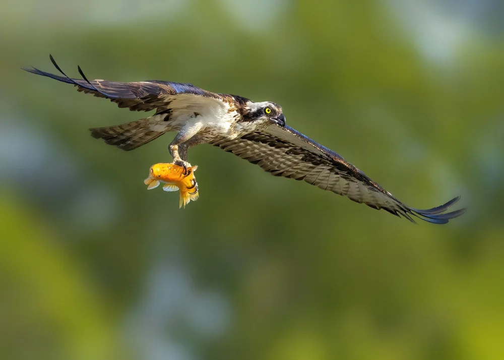 Gu, Zeren: Big Catch