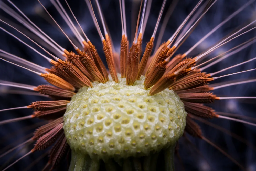 Andrica, Eduard: Inside dandelion