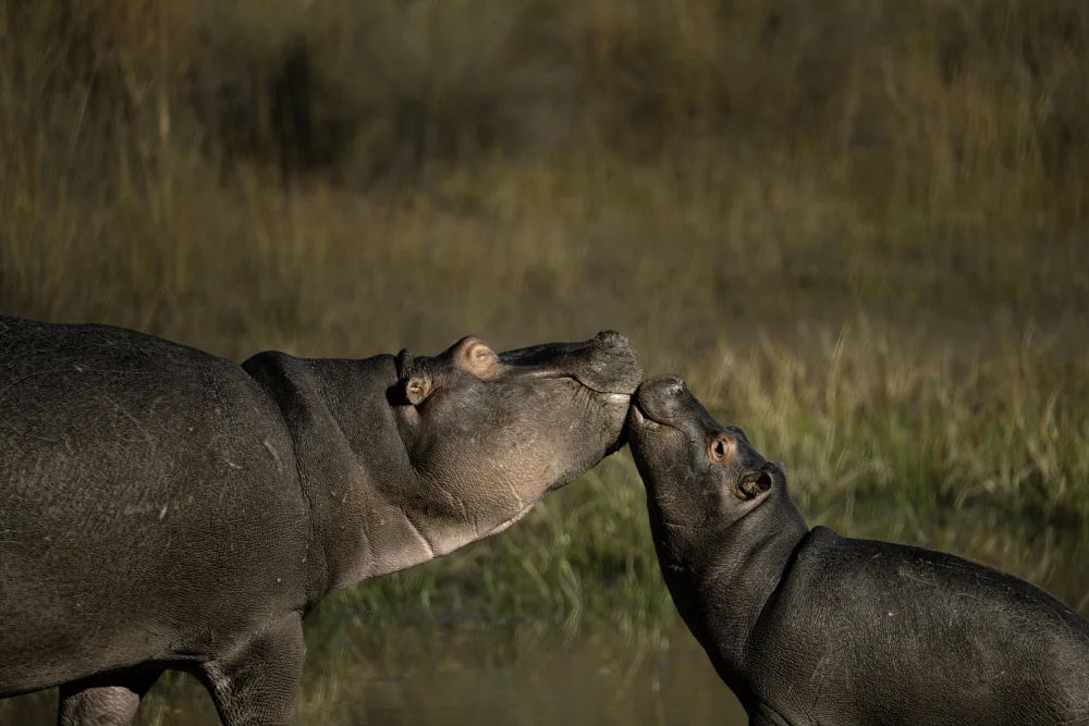 Schamroth, Dovi: Playful Hippos