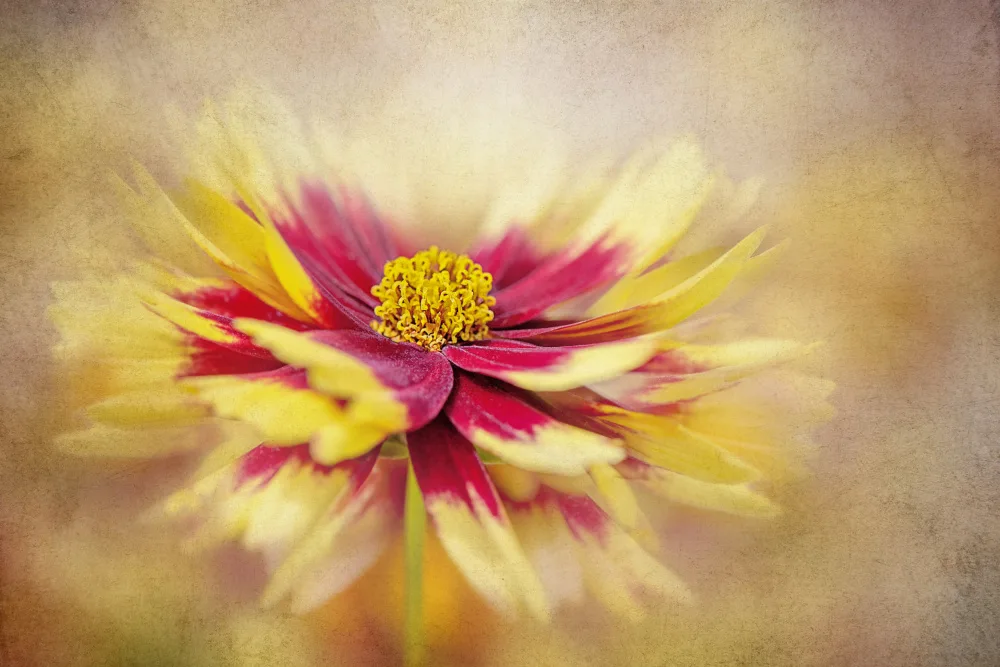Parker, Jacky: Coreopsis