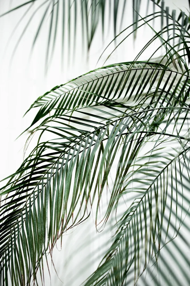 Böhmer, Mareike: Palm Leaves 21